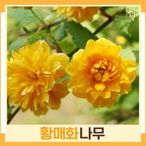황매화나무 묘목 죽도화(죽단화) 키1.2m 5개