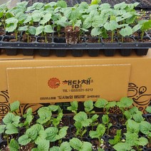 여주모종 5포기