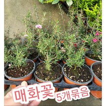 매화꽃-호주매화-5개묶음/겨울에 피어나는 매화 꽃말은 기품 선비의품격, 5개