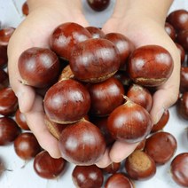 공주 정안 햇밤 생밤 옥광밤 2kg 4kg 공주옥광밤, 공주 산지직송 옥광밤 4kg 대