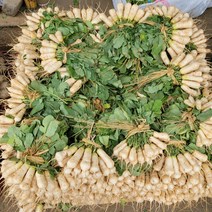 국내산 정말 맛있는 김장용 황토 알타리 총각 무 10kg (4~6단 내외) [노블프레쉬], 알타리무 10kg(약 4~5단 내외)