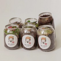 강낭콩 새싹채소 키우기 키트 치커리싹 브로콜리싹 배추싹 씨앗 심기, 루꼴라