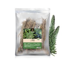 말린 건조 건 와송 100g 바위솔 기와솔 먹는 와송차 [JS], 1팩