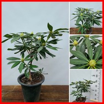 만병초 / 천상초 / 야생화 / 꽃향기 / 향수 / 최저-30도