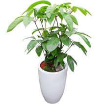 샬롬플라워 대엽홍콩