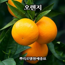 뿌리로템원예종묘_나의 오렌지나무 화분 결실주 유실수 과일나무 열매나무