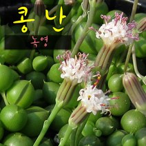 허브여울다육 콩난(녹영) 지름 9cm 소품화분, 4개