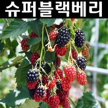 슈퍼블랙베리(V9) 나무 묘목 근삽1년 뿌리묘 5개/유실수/과수