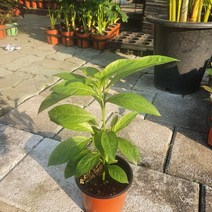 아레향 야레향 모기퇴치식물 소품 10~30cm 29