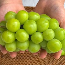 샤인머스켓 씨없는 고당도 망고 청 포도 1.2kg 선물용 보자기, 본상품, 본상품선택