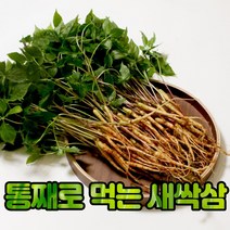 당일생산 발송 친환경 재배 새싹인삼 묘삼 통째먹는 새싹삼 50뿌리 100뿌리, 5. 친환경 유황 새싹삼 100뿌리 소