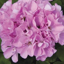 다년생 제라늄 씨앗 종자 꽃씨 Meverlic 스타 10립, Meverlic 퀵실버, 1개