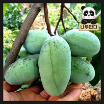 (나무판다) 포포나무 묘목 실생2년 포트, 포포나무 실생2년 포트