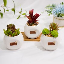 다육 삼형제, 다육삼형제