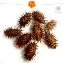 도꼬마리 열매 50립, 1