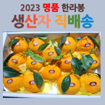 산지직송 제주도 서귀포 고당도 한라봉 선물세트, 산지직송 명품 한라봉, 중대과 5kg(벌크)