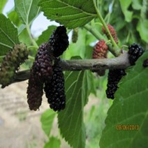 묘목/오디[슈퍼오디]접목1년생 상묘/5개 CH287