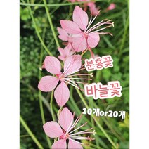 분홍바늘꽃-10개or20개/노지월동최강 잔잔한 매력 생명력강한 야생화 바늘꽃, 20개