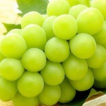 샤인머스켓 삽목 나무 묘목 5주묶음 (청아원예조경), 샤인머스켓 삽목 특묘(5주묶음)