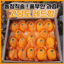 시즌앤홈 제주 고당도 산지직송 프리미엄 레드향 3kg 5kg 제주도 과일 명절 설날 선물 세트, 레드향 가정용 3kg