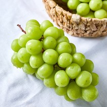 영천 프리미엄 샤인머스켓 2kg 망고포도 씨없는 청포도 명절 선물세트, 선물용 프리미엄 샤인머스켓 2kg 3수