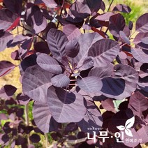 [나무인] 자엽안개나무 (스모크트리) 차량배송