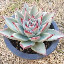 [수암다육] 마왕 랜덤발송 Echeveria agavoides sp. 다육 다육이 다육식물 국민다육 다육이키우기 선인장 미니선인장