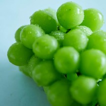 프리미엄 샤인머스켓 추석 선물세트 2kg (특) 4입