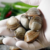 국내산 당일조업 해감완료 동죽조개 2kg 3kg, 1개