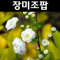 장미조팝 나무 묘목 키80~100cm 개화주(분) 1개/정원/공원/조경수