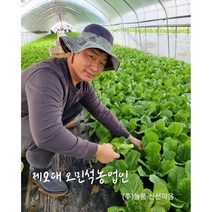 신선따옴 무배 적상추 1/2/4kg, 1kg