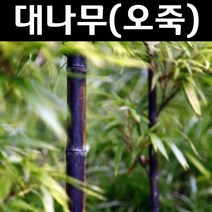 대나무(오죽) 묘목 H1.2~1.5m 분묘1개/조경수 경계수, 1개