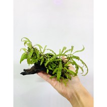 피나디피다 B-1 음성수초 레이아웃 구피 은신처