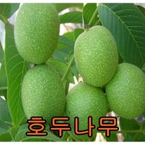호두나무 실생2년특묘 나무 묘목 호두나무