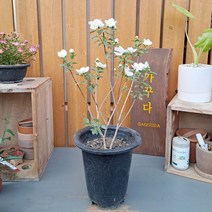 가꾸다 고광나무(홑꽃) 노지월동가능