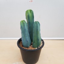 [용이네 화원] 귀요미 용심목 3식이 120 화원 농원, 1개