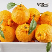 제주밧디 고당도 햇 한라봉 2kg~, 제주밧디 한라봉 2.5kg 중대과(11과-17과)