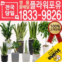 개업화분 인테리어식물 배송 떡갈나무 대엽홍콩 뱅갈고무나무 관음죽 알로카시아 소철 극락조 만냥금 무늬벤자민 파키라, (선택94)무륜주쌍대, 1개
