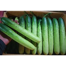 해돋이 농산 국내산 백오이 백다다기 다다기오이 특품 1박스 49개내외(43~50), 특품 49개내외