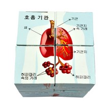 인체큐브퍼즐(5인용)