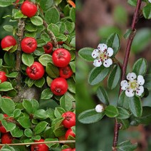 같이가치농원 백자단나무 포트묘