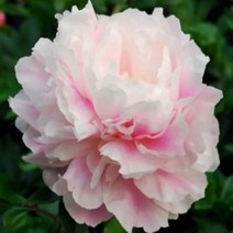 작약 숙근 겹작약 작약꽃 야생화, 1.종생분