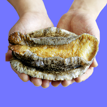 복다미 전복선물세트 특대 완도전복직거래, 12호, 1세트, 2kg