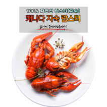 자숙 랍스터 1마리 캐나다산