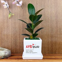 그린조아 맞춤 메세지 실내 공기정화식물 특별한 기념일 고백 가족 연인 선물 화분 금전수 천냥금 스투키 행운목 율마 테이블야자 홍콩야자 금사철 페라고늄 산세베리아 크루시아 아몬드페페, 페라고늄(색상랜덤), 쇼핑백X
