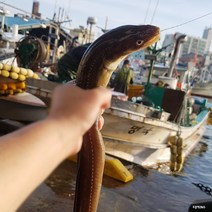 당일종업 산지직송 새벽 바다에서 잡은 자연산 바다장어 1kg 대 3-4마리(손질 후 750g내외)소스 3종 증정, 1팩, 대 1kg 3-4마리(솑질후700g내외)