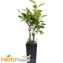 공기정화식물 대박나무 행운목 금전수 스투키 고무나무 개업화분 전국당일꽃배달, A-03 뱅갈나무