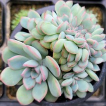 아기자기 예쁜다육이 38종, 27번- 브레이브 철화, 1개