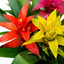 도희씨네 정원>> 색감 고운 구즈마니아 미니 삼색체리 290, 1개” class=”wr-img”></a></div></p></div></p></div></p></div><div class=