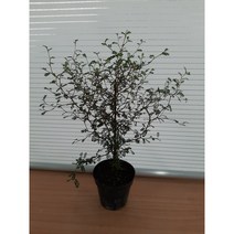 [근이네식물원]마오리소포라/높이45센치